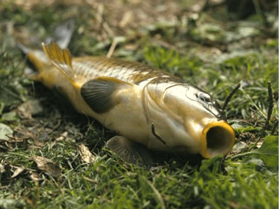 A fish lies open-mouthed on grass